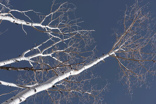 雪覆枯树枝 蓝天为背景