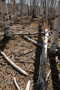 枯树林中的残枝景象