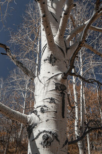 白桦树干特写