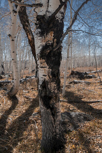 冬日枯树 萧瑟林间景象