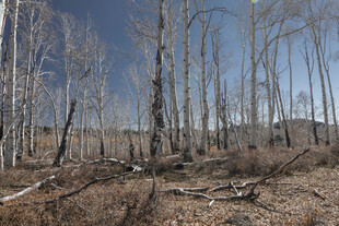 冬日枯树林景观