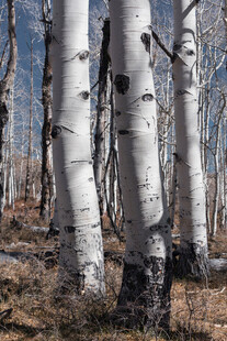 白杨树林的独特树干景观