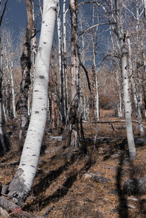 白桦林冬日景象