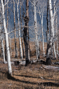冬日白桦林景观