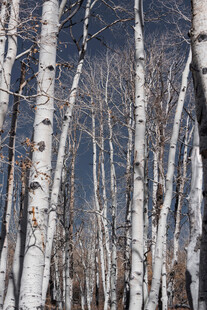 冬日白桦林景观