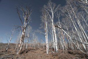 枯树林立的荒凉景象