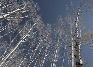 冬日白桦林 枝干映蓝天