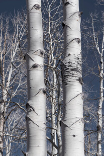 挺拔白桦树 冬日独特景致