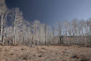荒野中的枯树林景观