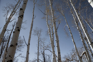 冬日白桦林树梢景象