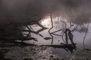 水面倒影的抽象树枝景象