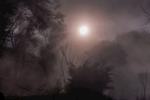 雾中月光下的朦胧树林