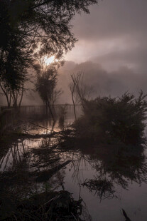 晨雾中的静谧水边树林