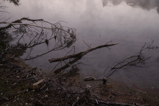 湖畔枯木倒影静谧景象