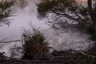 雾气弥漫的水边植物景观