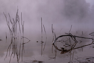 雾中芦苇与残枝的静谧景