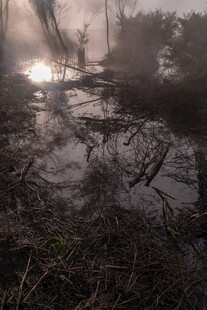 迷雾笼罩的湿地景观