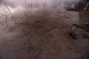 泥泞湿地中的稀疏植物