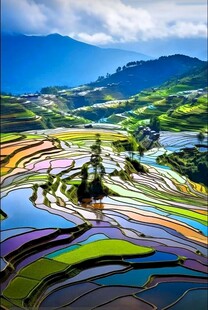 梯田