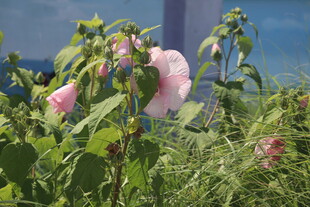芙蓉葵