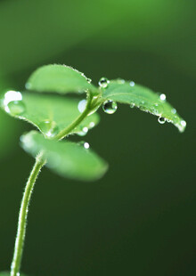 嫩绿银杏叶 光影中的生机