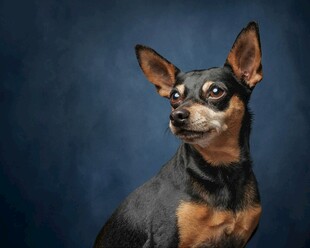 可爱迷你杜宾犬肖像