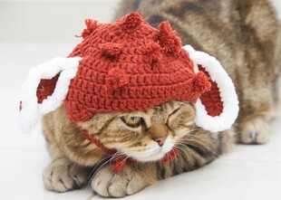 戴红帽萌猫