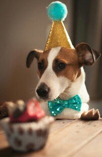 戴帽萌犬庆祝生日时刻