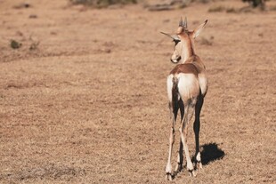 草原上独自站立的羚羊