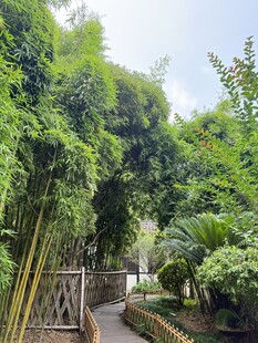 清幽竹林小径景观
