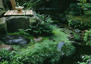 日式苔藓庭院景观