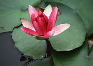 娇艳红睡莲绽放于水面