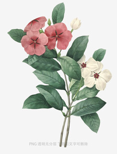 手绘花卉植物插画