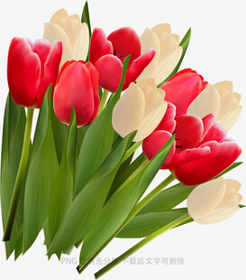红白郁金香花束