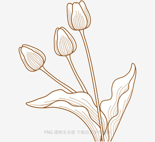 手绘郁金香线条插画