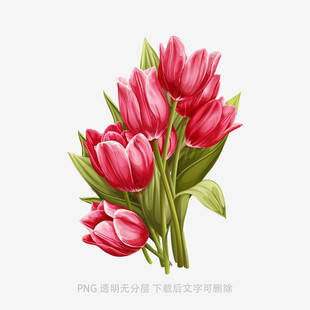 手绘粉色郁金香插画