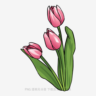 手绘粉色郁金香插画