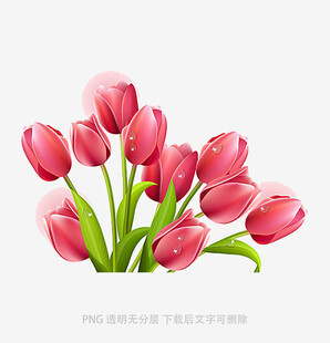 粉色郁金香花束