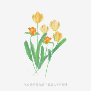 手绘黄色郁金香插画