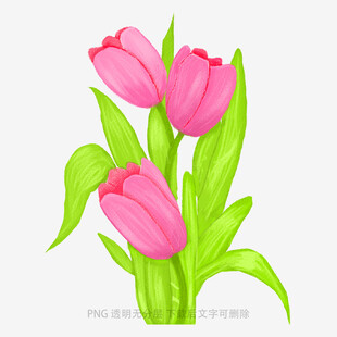手绘粉色郁金香插画