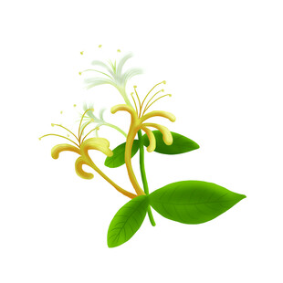 金银花