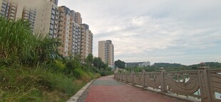 城市道路旁的高楼与绿植