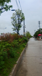 雨后湿润的街道绿植景观