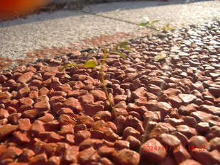 红色碎石地面上的绿植