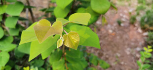 嫩绿叶片展现自然生机