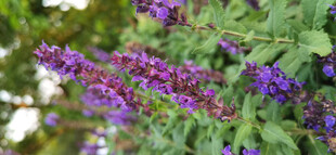 紫色鼠尾草花卉绽放绿叶间