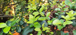 绿叶繁茂的多彩植物景观