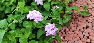 绿叶丛中的淡紫色马缨丹