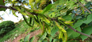 绿叶间的黄色植物果实