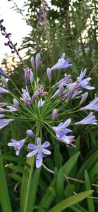 蓝紫色百子莲花朵花头